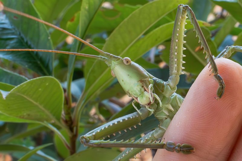 Tettigoniidae - Saga pedo